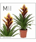 Vriesea