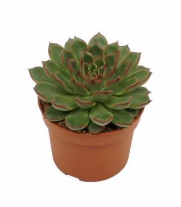 Echeveria