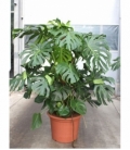 Monstera