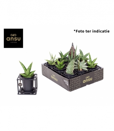 Sansevieria