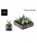 Sansevieria