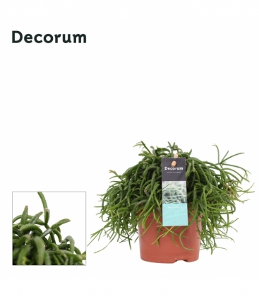 Rhipsalis