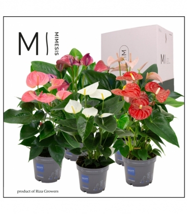 Anthurium
