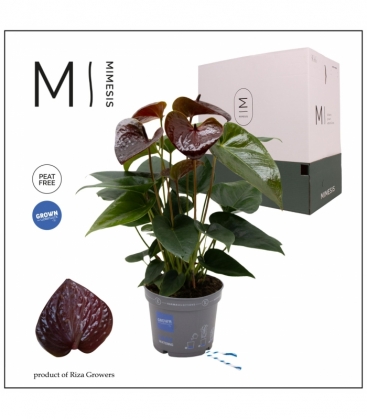 Anthurium