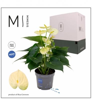 Anthurium