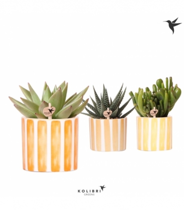 succulents