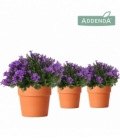 Campanula