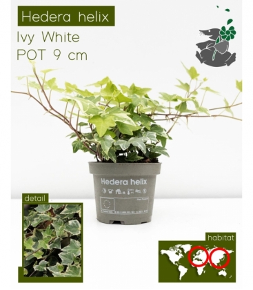 Hedera