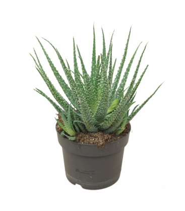Aloe