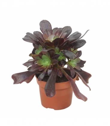 Aeonium