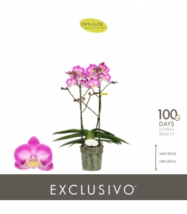 Phalaenopsis