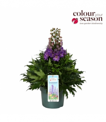 Delphinium