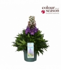Delphinium