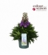 Delphinium