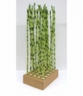 Dracaena