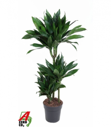 Dracaena