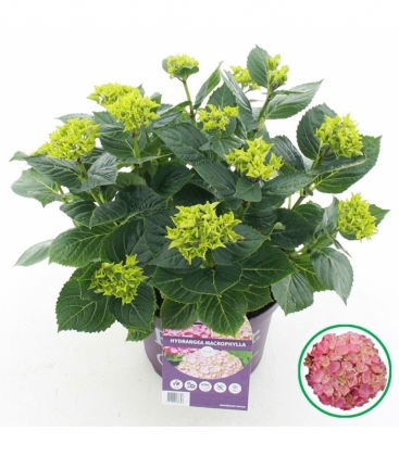 Hydrangea