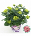 Hydrangea