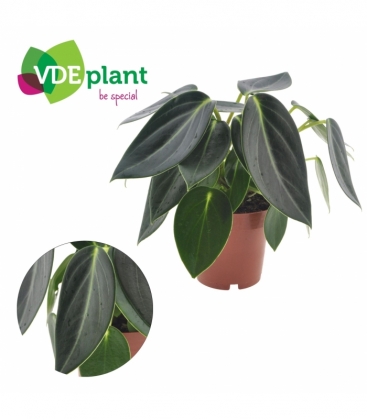 Peperomia