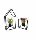 Tillandsia