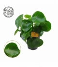 Peperomia