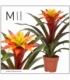 Guzmania