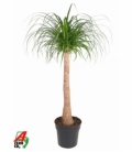 Beaucarnea