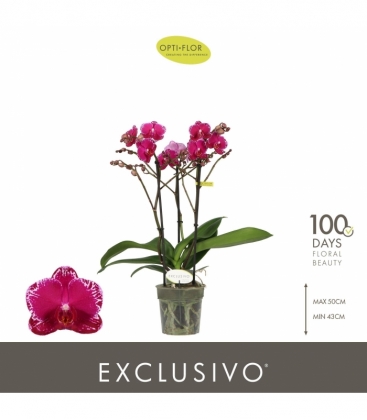 Phalaenopsis