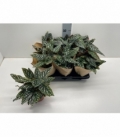 Begonia