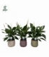 Spathiphyllum