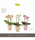 Phalaenopsis