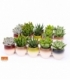 succulents