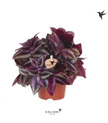 Tradescantia