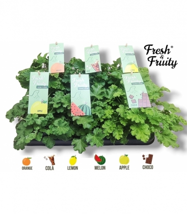 Pelargonium