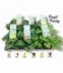 Pelargonium