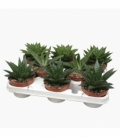 Aloe