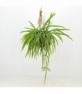 Lepismium