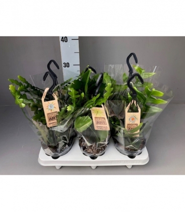 Epiphyllum