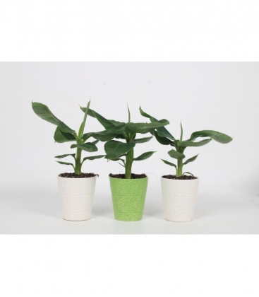 Musa