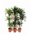 Dracaena