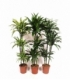 Dracaena