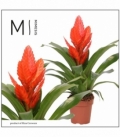 Vriesea