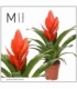 Vriesea