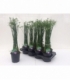 Cyperus