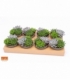 succulents