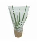 Aloe