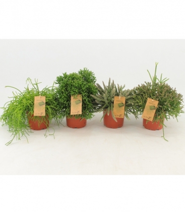 Rhipsalis
