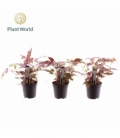 Pteris