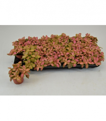 fittonia
