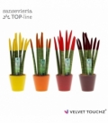 Sansevieria